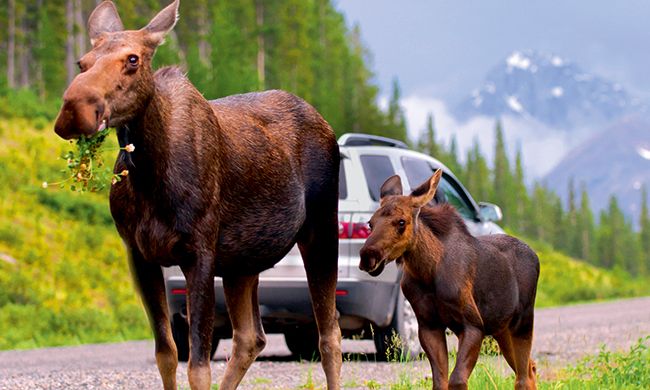 INDISPENSABLE CANADA pas cher photo 5