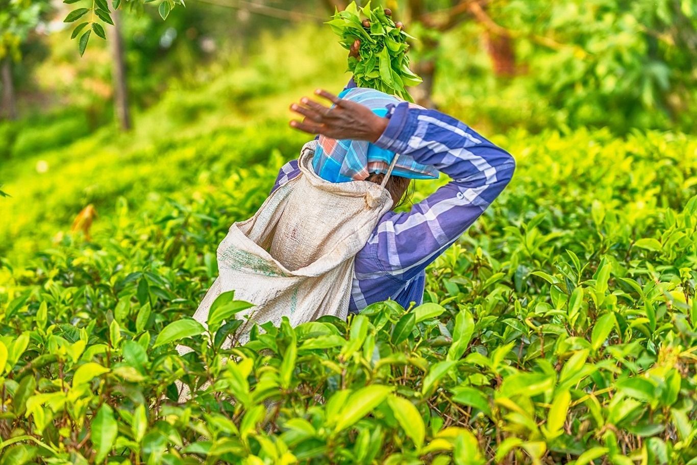 I LOVE SRI LANKA - 11J/8N - limité à 28 pers - 2020 pas cher photo 9