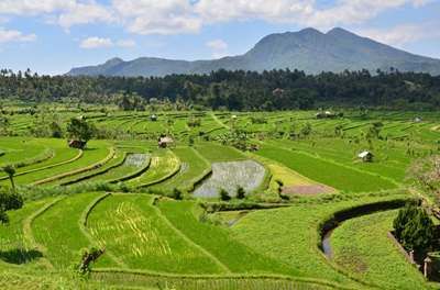 La jungle d'Ubud aux sables de Bali 3* pas cher photo 1