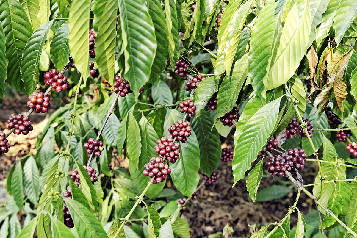 Circuit L'Inde du Sud pas cher photo 9