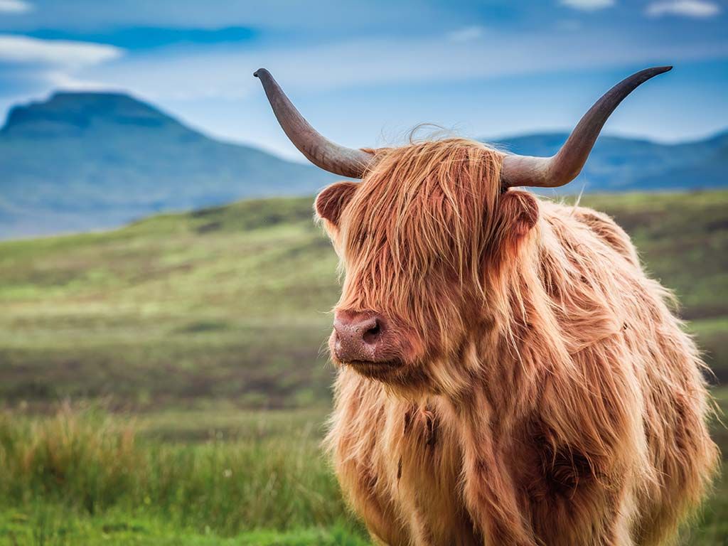 Randonnée dans les Highlands pas cher photo 11