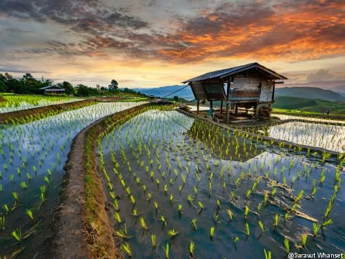 Circuit Trésors de Thailande & extension Cassia Phuket pas cher photo 6