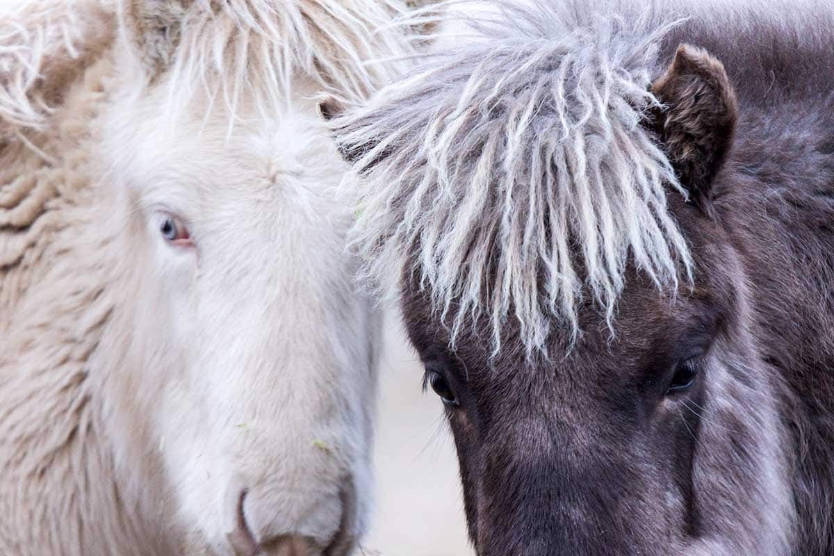 Circuit Islande Passion Nature pas cher photo 8