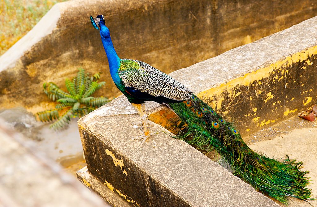 Les Immanquables de l'Inde pas cher photo 6