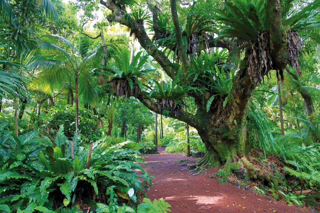 ILE DE LA REUNION : Circuit de Sites en Sites "Supérieur" - 7 Nuits pas cher photo 1