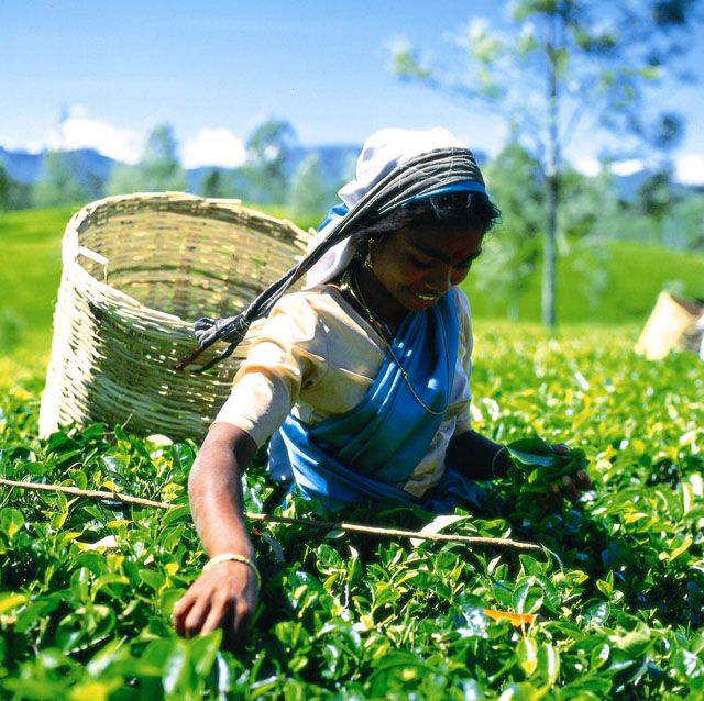 CEYLAN ILE EMERAUDE pas cher photo 1