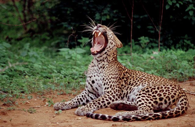 CEYLAN ILE EMERAUDE pas cher photo 4