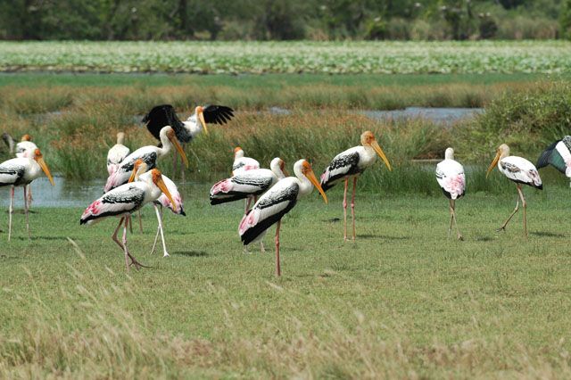 CEYLAN ILE EMERAUDE pas cher photo 5