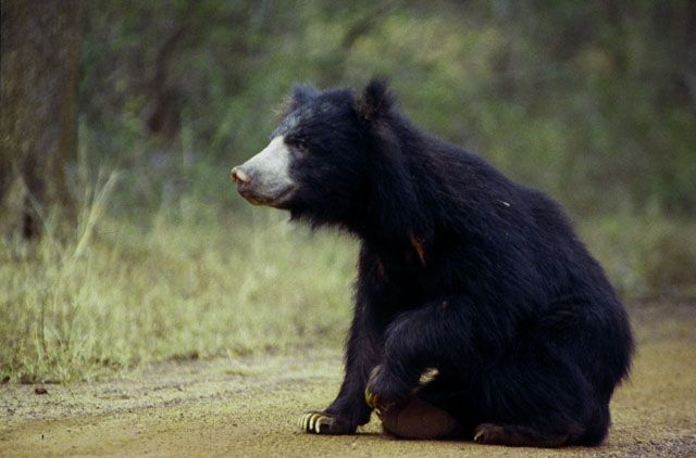 CEYLAN ILE EMERAUDE pas cher photo 6