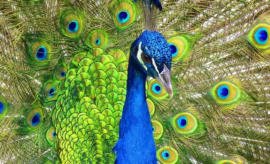 Evasion au Sri Lanka pas cher photo 11