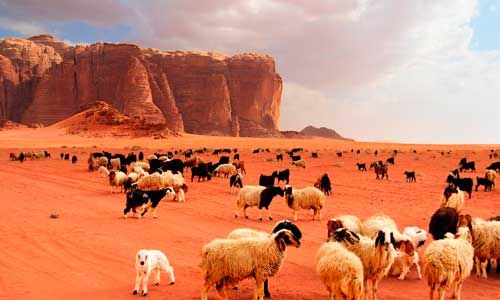 INDISPENSABLE JORDANIE pas cher photo 7