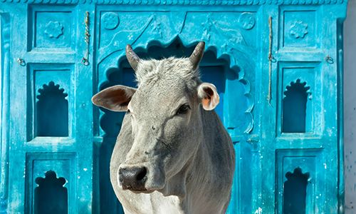 CONFIDENTIEL RAJASTHAN pas cher photo 7