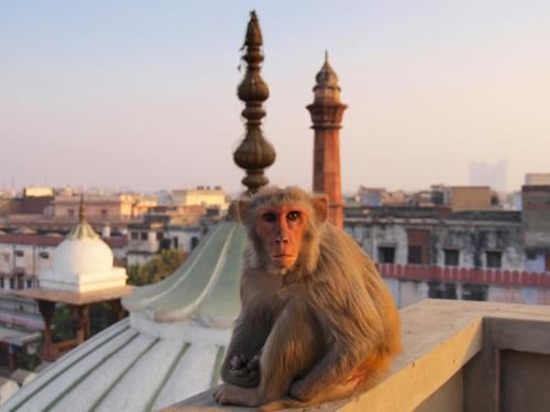 Circuit Trésors du Rajasthan & extension Haridwar & Rishikesh 3* pas cher photo 2