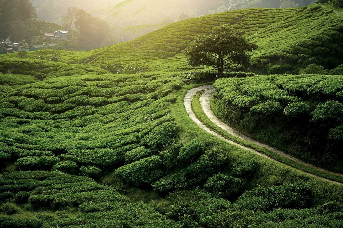 Circuit Parfums de Ceylan pas cher photo 9