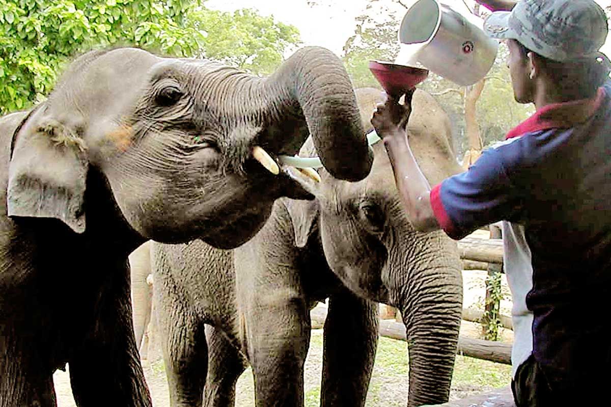 Circuit Parfums de Ceylan pas cher photo 11