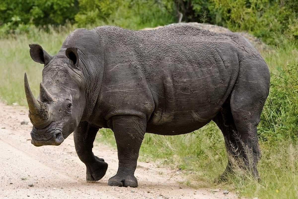 Sensationnelle Découverte Sud Africaine pas cher photo 8