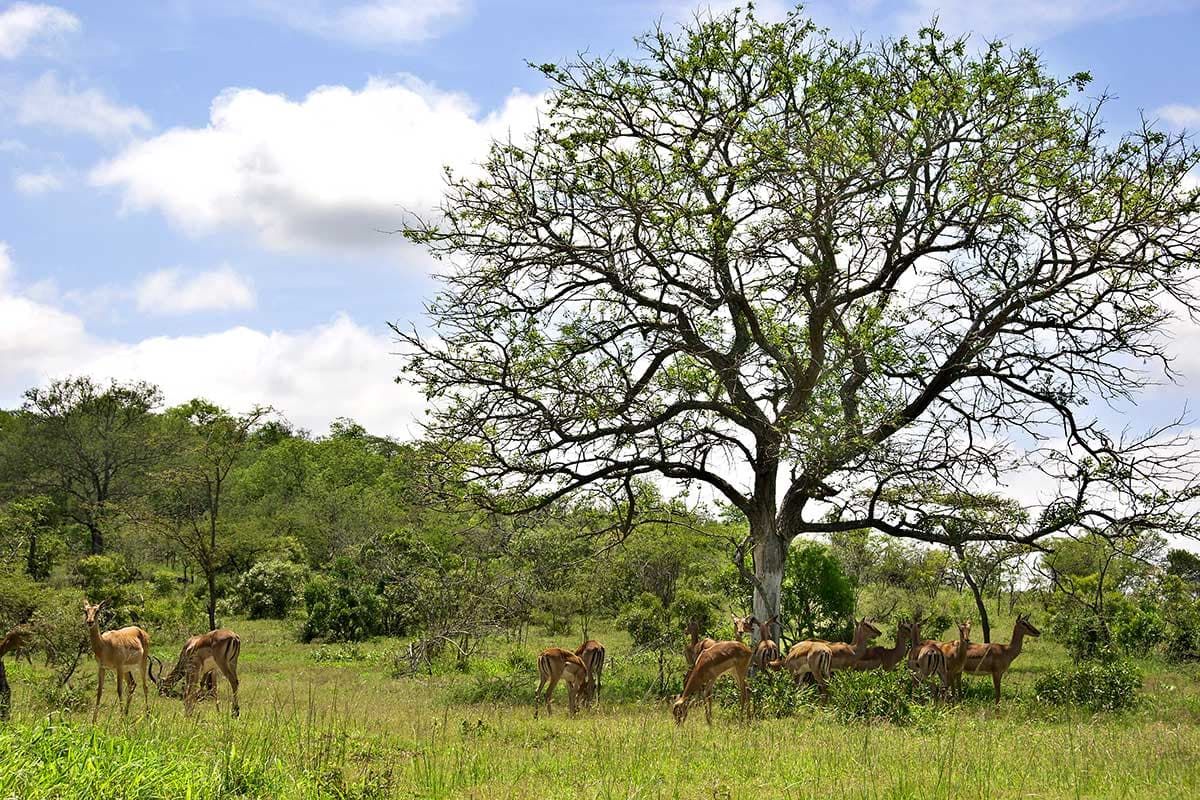 Sensationnelle Découverte Sud Africaine pas cher photo 11
