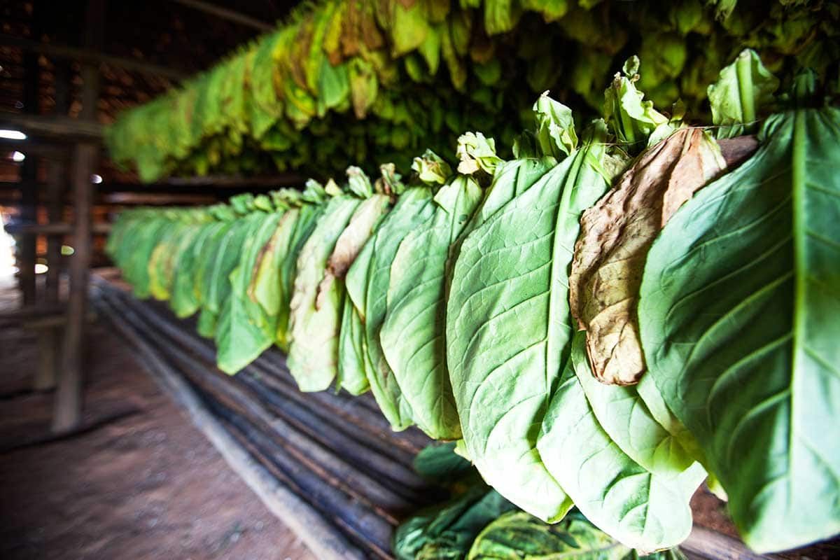 Circuit Terres cubaines Occidente pas cher photo 5