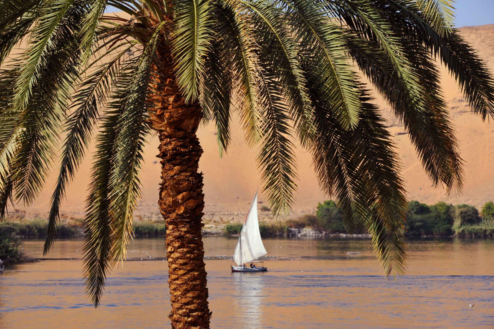 Le Scarabée d'Or pas cher photo 11