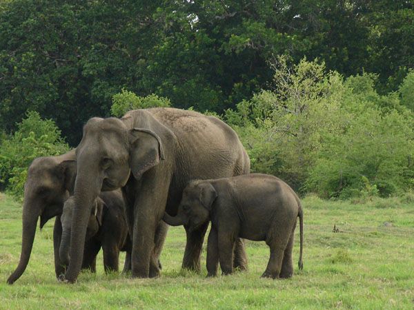 Les Merveilles du Srilanka 3* : circuit découverte pas cher photo 2