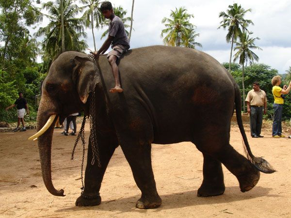 Les Merveilles du Srilanka 3* : circuit découverte pas cher photo 4