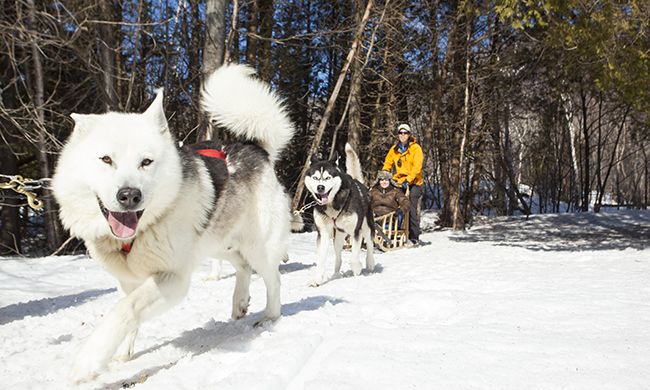 INDISPENSABLE CANADA HIVER - Option n°1 pas cher photo 4