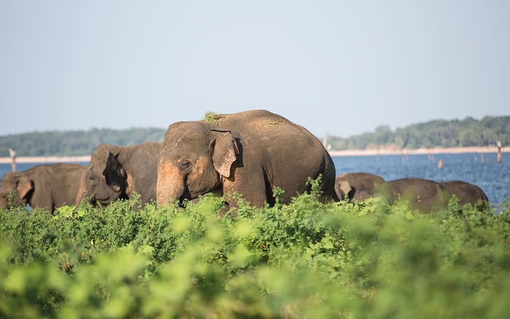 Circuit Sri Lanka : L'Ile Merveilleuse 4 - 7 nuits pas cher photo 12