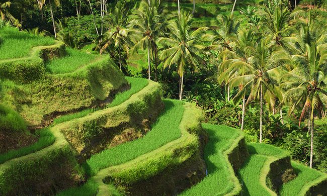 INDISPENSABLE BALI pas cher photo 5