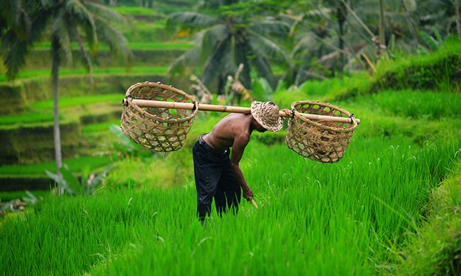 INDISPENSABLE BALI pas cher photo 6