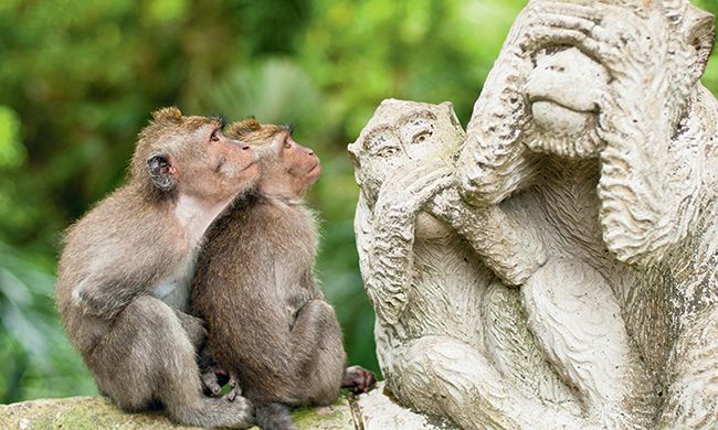 INDISPENSABLE BALI pas cher photo 8