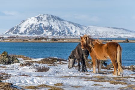 Splendeurs de l'Islande en Hiver - 6J/5N - 2019/2020 pas cher photo 8