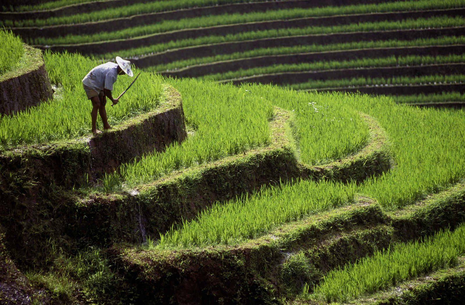 L'Essence de Bali pas cher photo 2