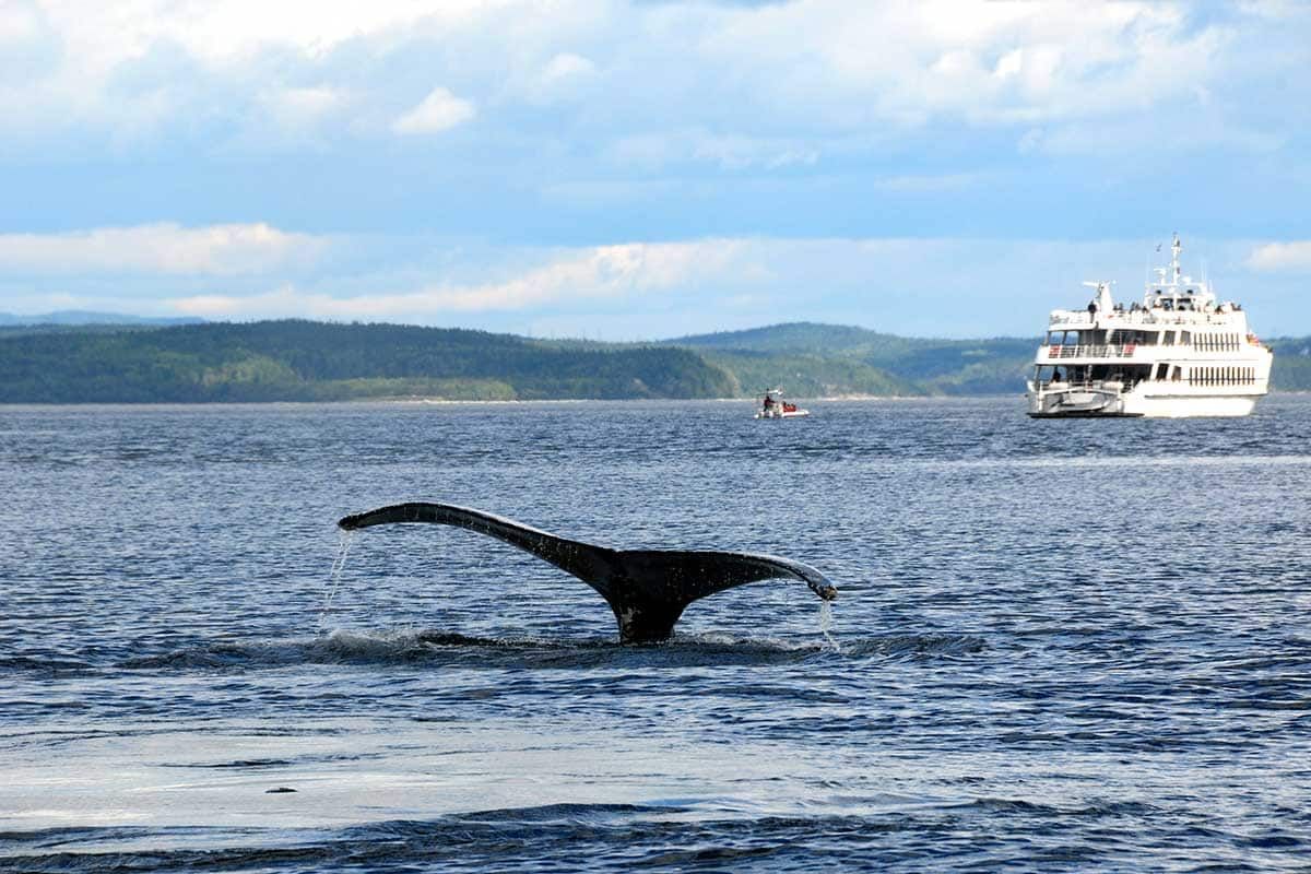 Sensationnelle Etoile Canadienne pas cher photo 8
