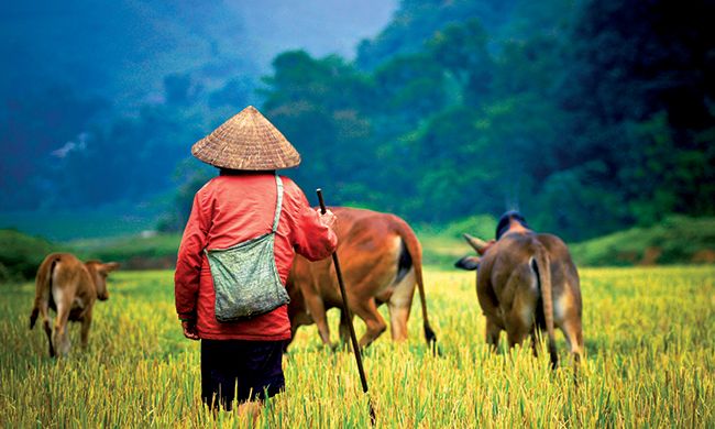 1ER REGARD VIETNAM & PHAN THIET pas cher photo 6