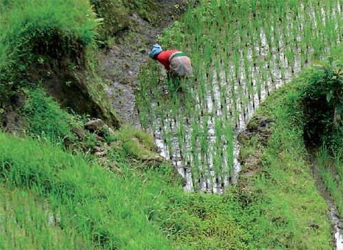 Au Coeur de Bali 4* pas cher photo 2