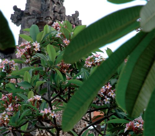 Au Coeur de Bali 4* pas cher photo 3