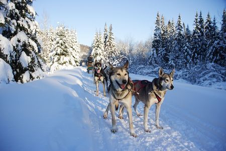 Offre spéciale Douceurs de l'hiver canadien - 2020 pas cher photo 10