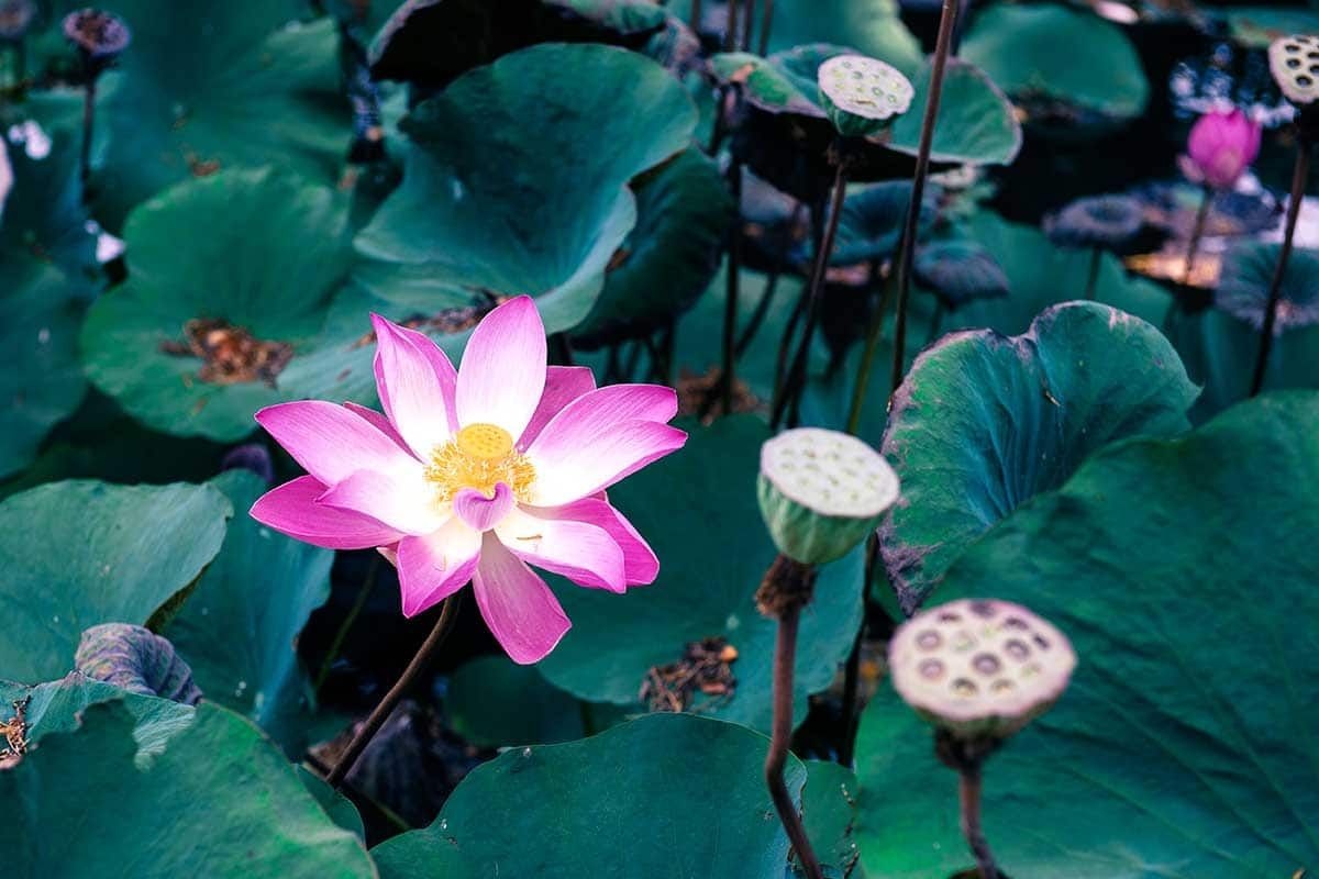 Circuit Bali, l'ile enchantée pas cher photo 2