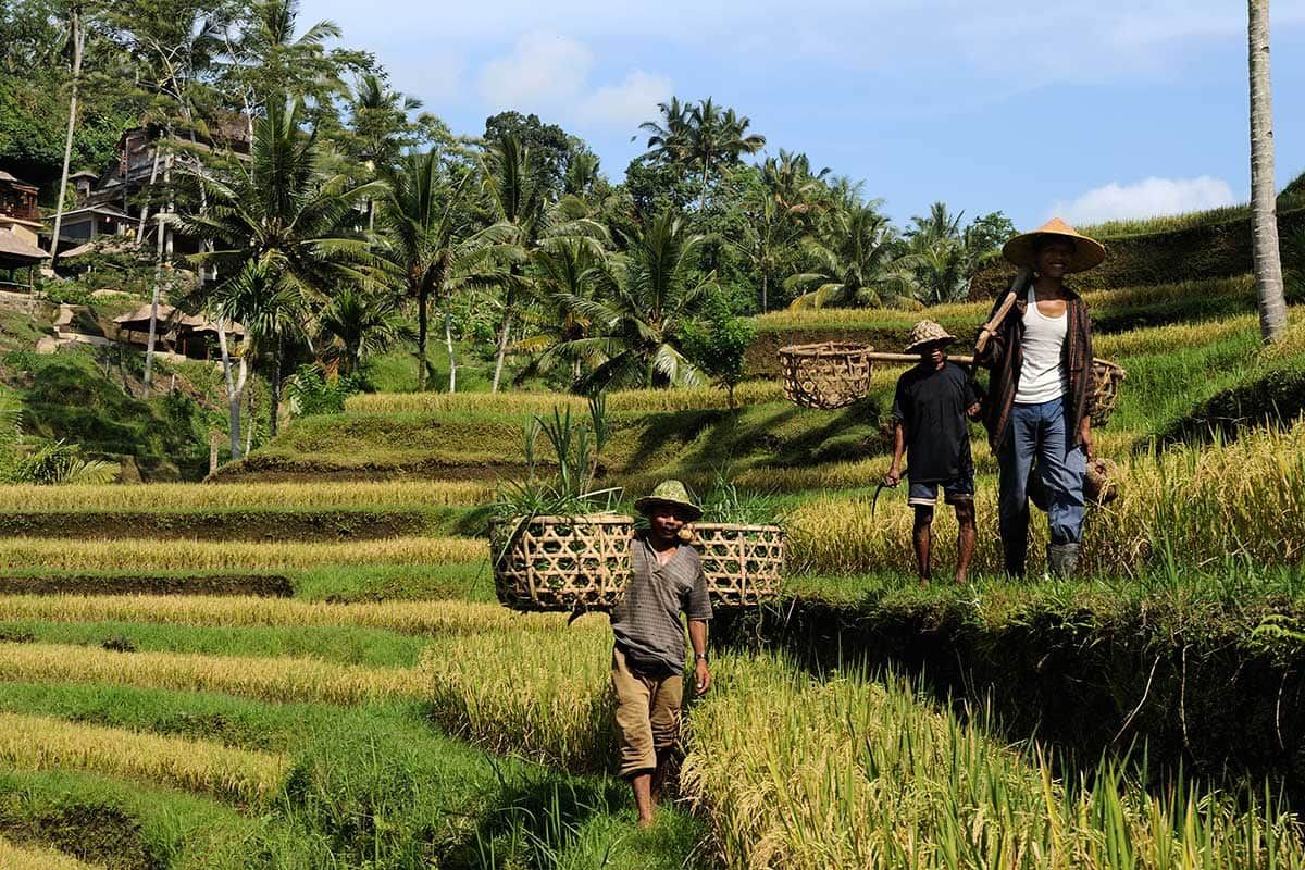 Circuit Bali, l'ile enchantée pas cher photo 5