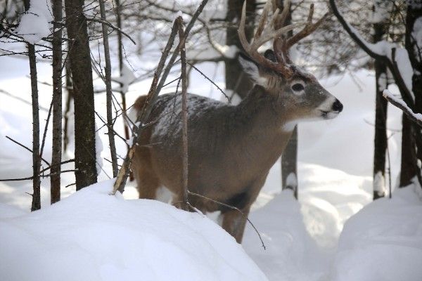 Circuit Fjords De Saguenay - Au coeur de l'hiver 4* pas cher photo 6