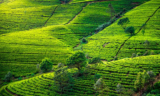 INDISPENSABLE SRI LANKA + WELIGAMA pas cher photo 6