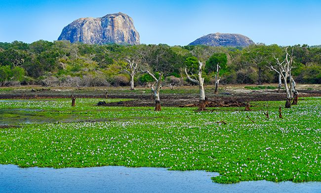 INDISPENSABLE SRI LANKA + WELIGAMA pas cher photo 9