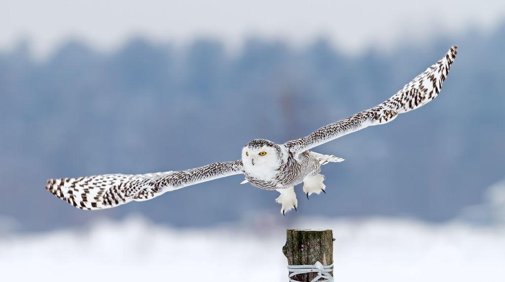 DECOUVERTE DU QUEBEC ET DETENTE EN POURVOIRIE (CAP AU LESTE) - 9J/7N - 2020 pas cher photo 9