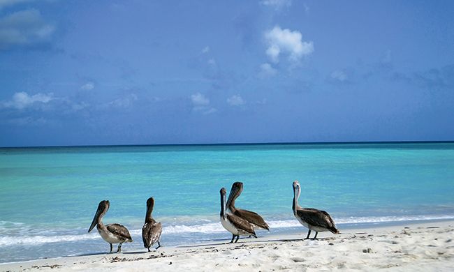 1ER REGARD CUBA pas cher photo 8