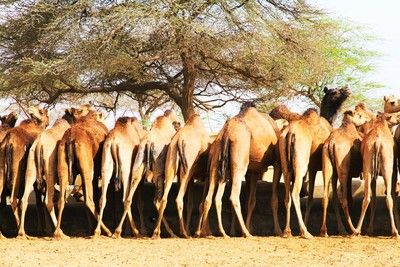 Charmes & Luxe du Rajasthan en privatif pas cher photo 10