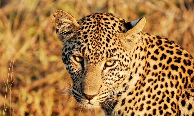 1ER REGARD AFRIQUE DU SUD pas cher photo 3