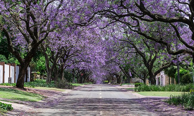 1ER REGARD AFRIQUE DU SUD pas cher photo 7