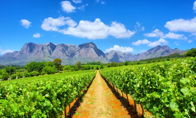 1ER REGARD AFRIQUE DU SUD pas cher photo 8