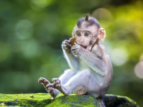 Circuit Balade à Bali pas cher photo 5