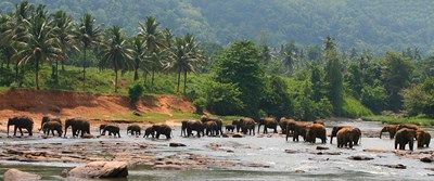 Au Pays du Thé à Yala pas cher photo 6